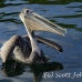 pelican_brown_can_h_0081_mex0091.jpg
